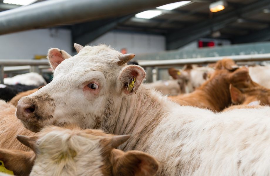 Fakty i mity na temat uboju bydła